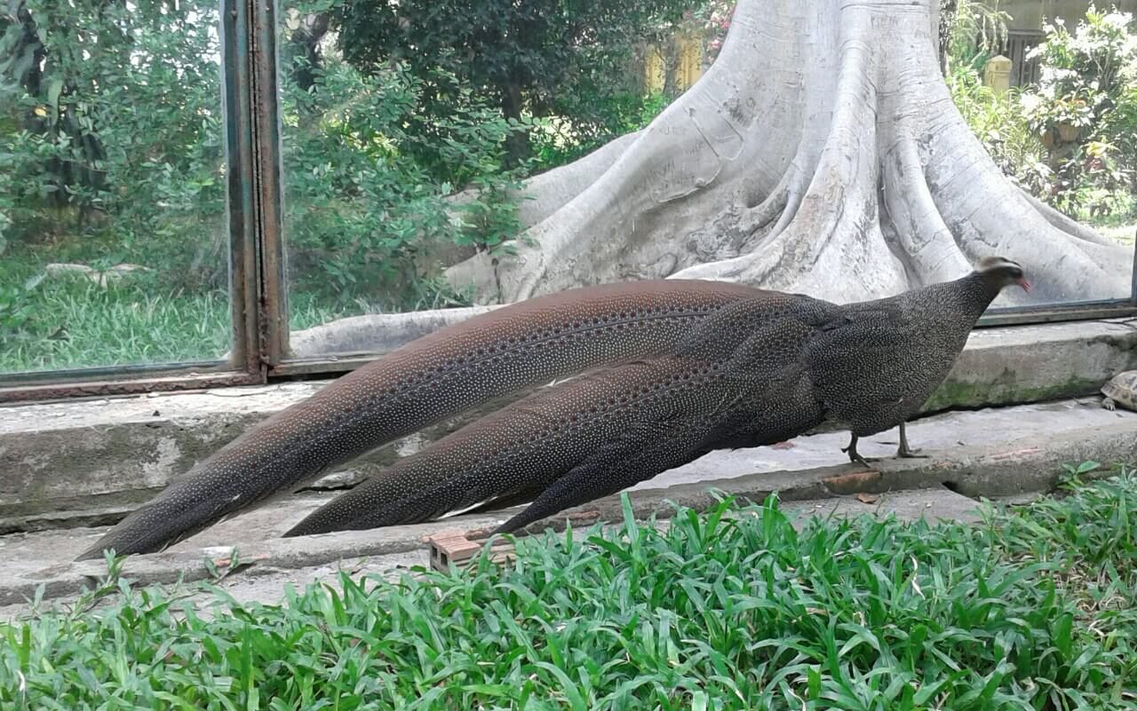 Chim trĩ sao là giống chim lớn 