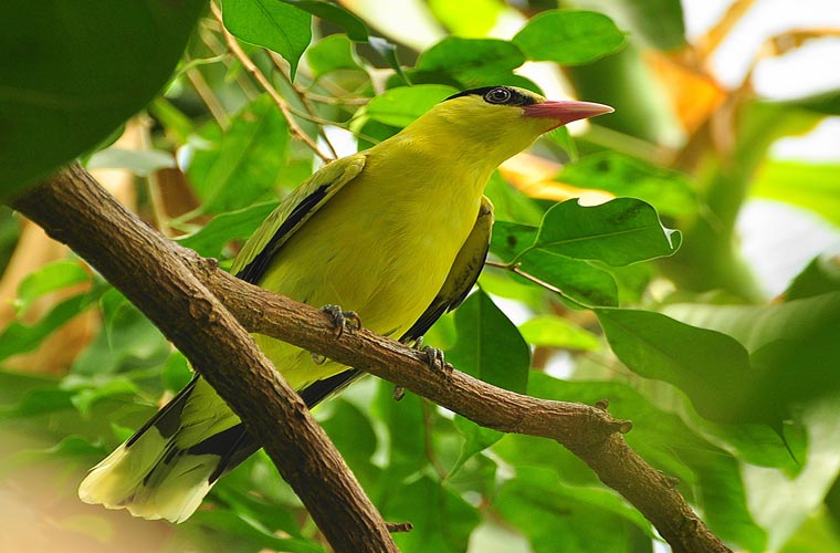 Chim vàng anh xuất hiện ở nhiều quốc gia trên thế giới 