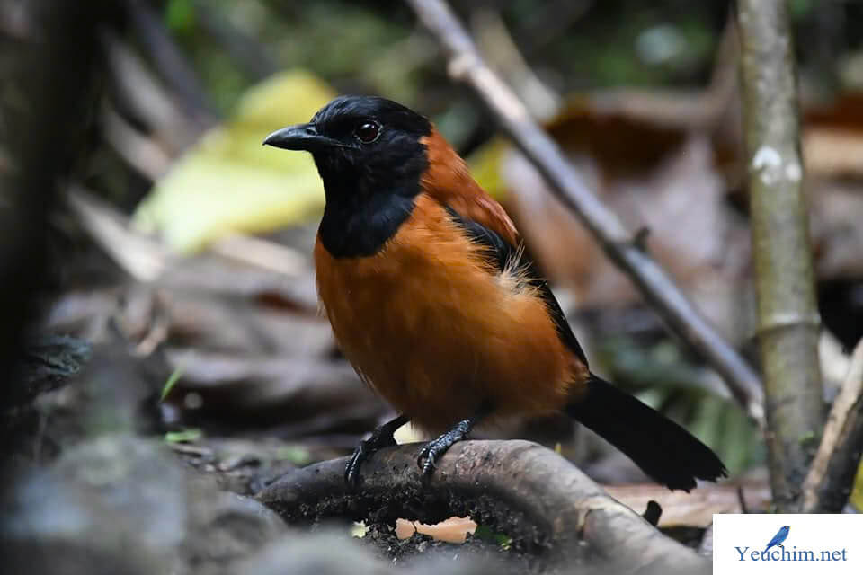 Pitohui nổi bật với màu lông đặc biệt