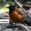 Loài chim Pitohui nổi bật với màu lông cam và đen