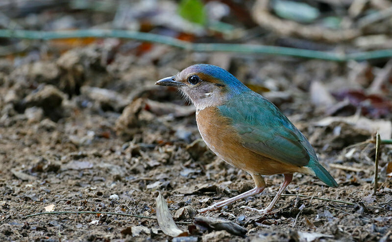 Hydrornis Soror là loài Pitta được tìm thấy tại Việt Nam