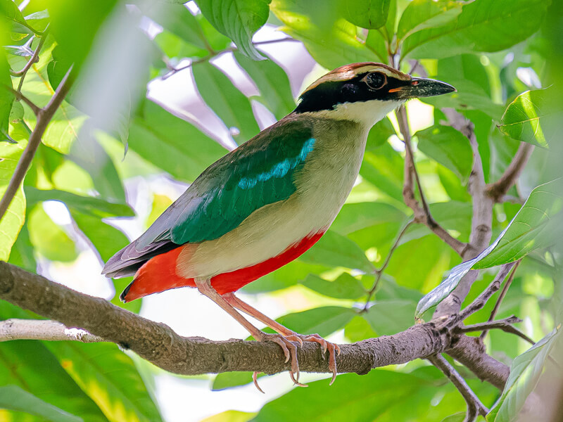 Pitta Nympha được ghi nhận tại Việt Nam