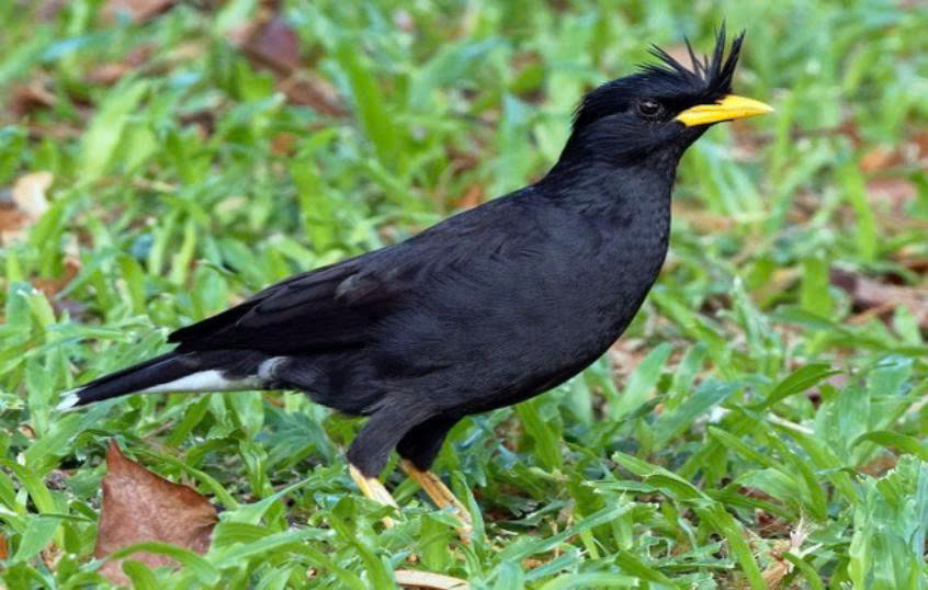 Đây là loài chim sáo mỏ vàng