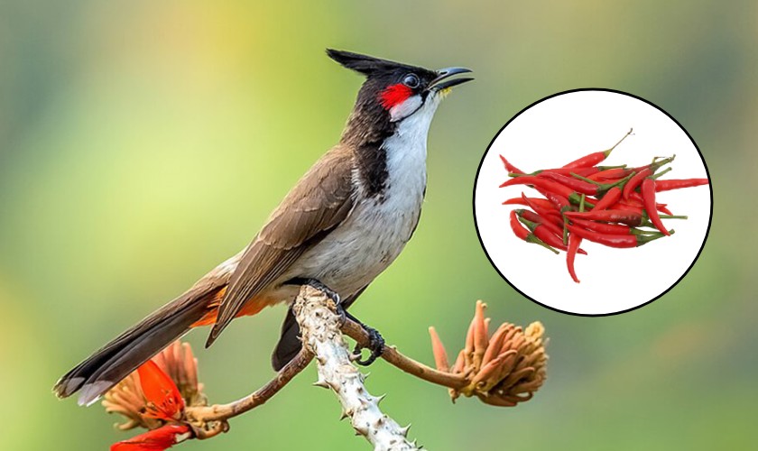 Ớt - Thức ăn không nên cho chim ăn 