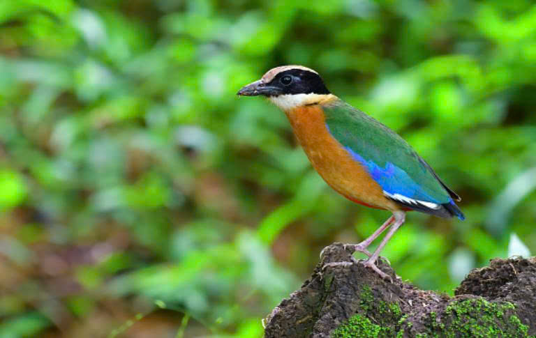 Pitta cánh xanh nổi bật