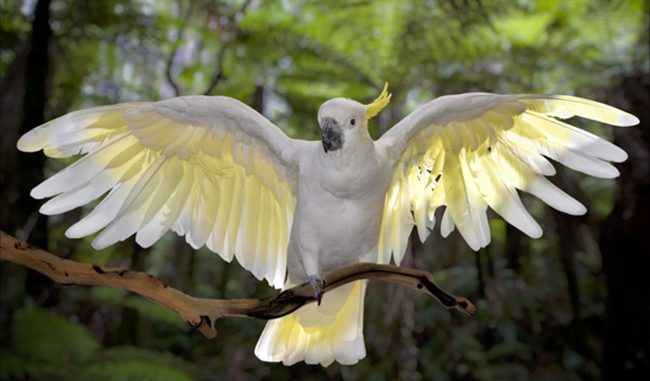 Vẹt Cockatoo Đặc Điểm, Tập Tính Và Kỹ Thuật Nuôi