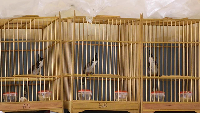 Hướng dẫn cách thuần dưỡng chim chích chòe than bổi (Phần 1) | Yêu Thú Cưng