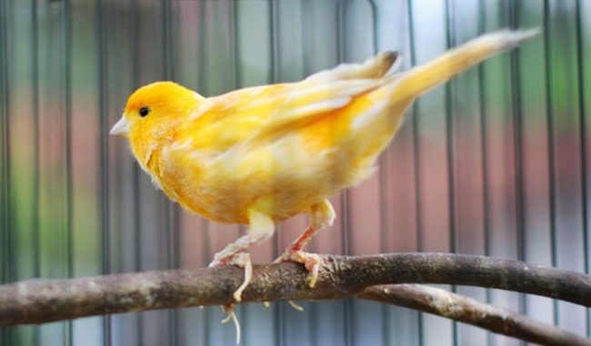 Chim Sẻ – Cách nuôi, nguồn gốc và đặc điểm