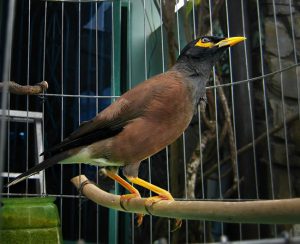 Tổng hợp kỹ thuật nuôi chim sáo nâu