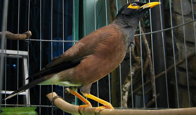 Tổng hợp kỹ thuật nuôi chim sáo nâu
