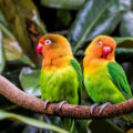 Giải Đáp Cách Nuôi Vẹt Lovebird Đúng Kỹ Thuật Nhất