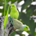 Đặc Điểm Của Vẹt Parrotlet, Cách Nuôi Vẹt Parrotlet Khoa Học