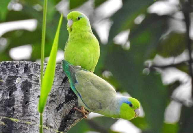 Đặc Điểm Của Vẹt Parrotlet, Cách Nuôi Vẹt Parrotlet Khoa Học