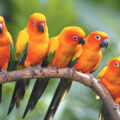 Thông Tin Về Vẹt Sun Conure: Đặc Điểm Và Cách Chăm Sóc