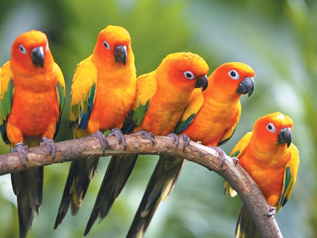 Hình nền : Đầy màu sắc, con vẹt, màu vàng, Động vật hoang dã, Mỏ, đi bộ,  Chim ưng, Động vật, Chim chim, Động vật có xương sống, Lorikeet, Parakeet,  Con vật
