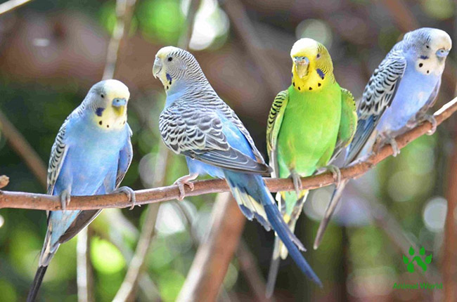 Cách nuôi và chăm sóc chim Yến Phụng sinh nở hiệu quả cao - Thú cảnh