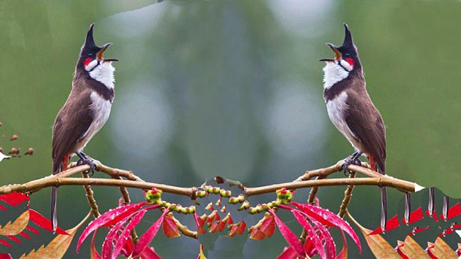 Cách Chọn Chim Chào Mào Có Tố Chất Chơi Hay 2022 - Thức ăn Chim Cảnh Hiển  Bảo Khánh