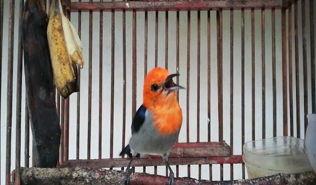 Chim Sâu đầu đỏ - tên khoa học (Orthotomus sepium) | Mapio.net
