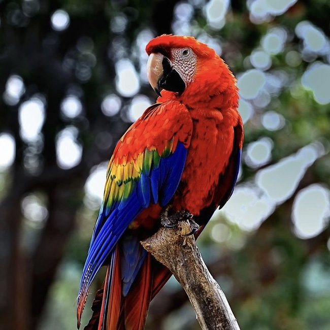 Mô Hình Kim Loại Lắp Ráp 3D Piececool The Scarlet Macaw HP118-NBR –  ArtPuzzle.vn