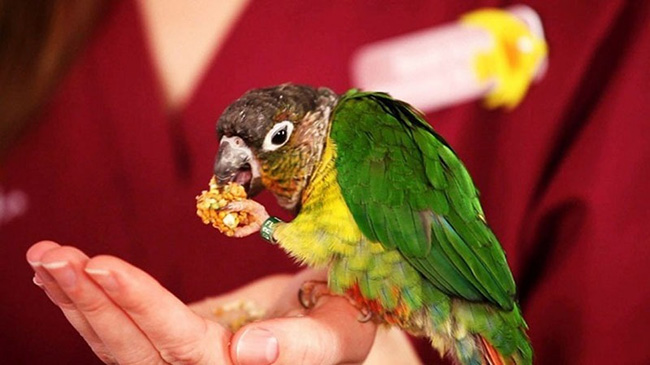 Chế độ dinh dưỡng khoa học dành cho chim vẹt
