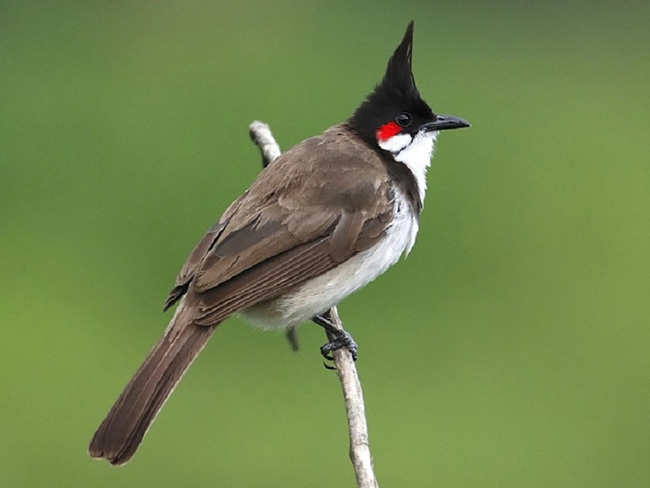 Ngô Hoàng Tuấn: Tìm hiểu về loài chim Chào mào và các loài chim cùng họ