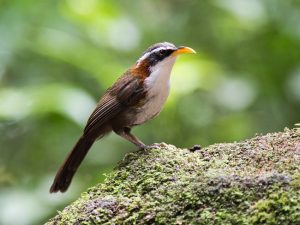 Tổng Hợp Những Thông Tin Thú Vị Về Loài Chim Họa Mi Đất