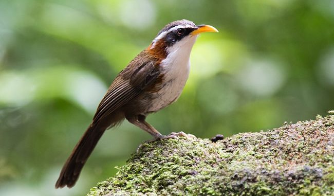 Tổng Hợp Những Thông Tin Thú Vị Về Loài Chim Họa Mi Đất
