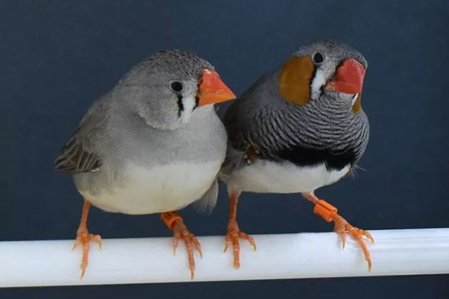 Những thông tin cơ bản về chim manh manh