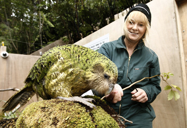 Đặc điểm của giống Vẹt Kakapo