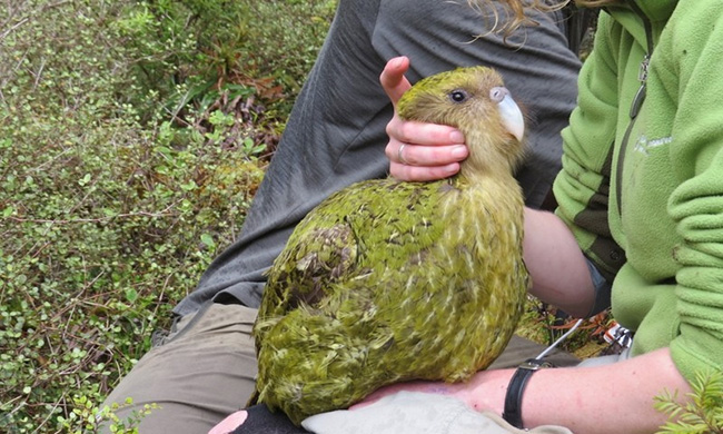 Kẻ thù của Vẹt Kakapo