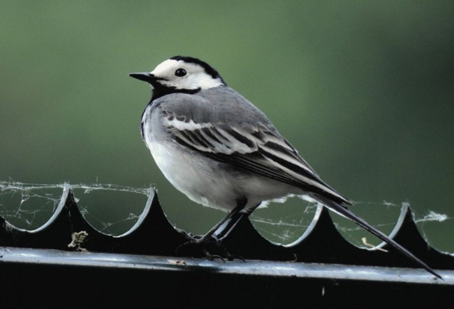 Chim chìa vôi trắng – Cách nuôi, giá bán, nguồn gốc và đặc điểm