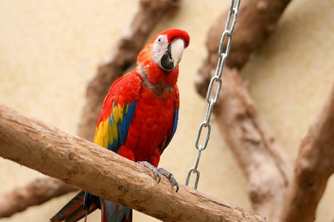 Nhóm Vẹt Ara Vẹt Đỏ Scarlet Macaw Ara Macao Và Vẹt Đuôi Dài Quân Sự Hình  ảnh Sẵn có - Tải xuống Hình ảnh Ngay bây giờ - iStock