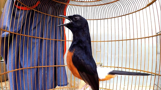 Cách nuôi chim Chích Chòe Than Đất kêu khỏe hót hay | Pet Mart