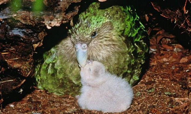 Sinh sản của Vẹt Kakapo