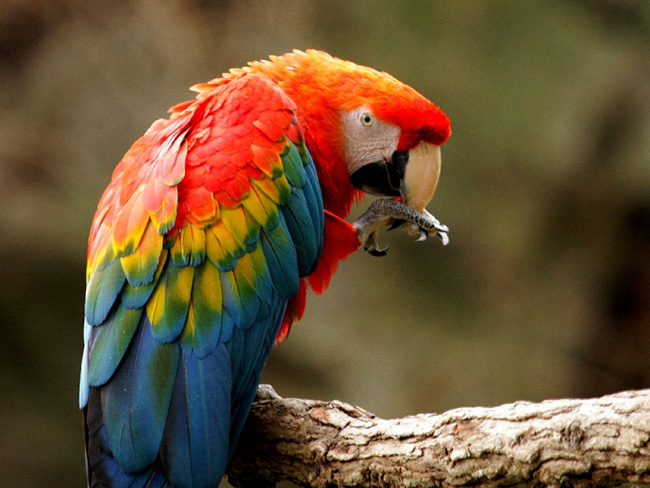 Scarlet chim vẹt, cá voi, macaw - cats,parrots and bướm bức ảnh (22802241)  - fanpop