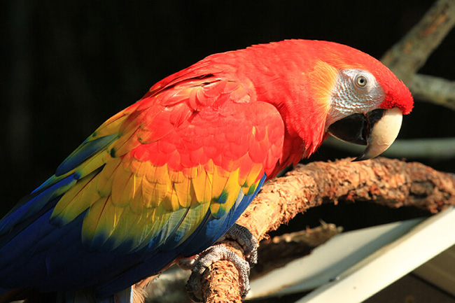Vẹt Green Winged Macaw | Vẹt Cảnh