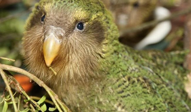 Vẹt Kakapo - Loài Chim Độc Nhất Vô Nhị Trên Hành Tinh
