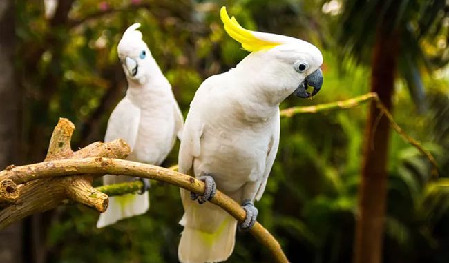 Vẹt Cockatoo Mào Vàng (Sulphur Crested) | Vẹt Cảnh