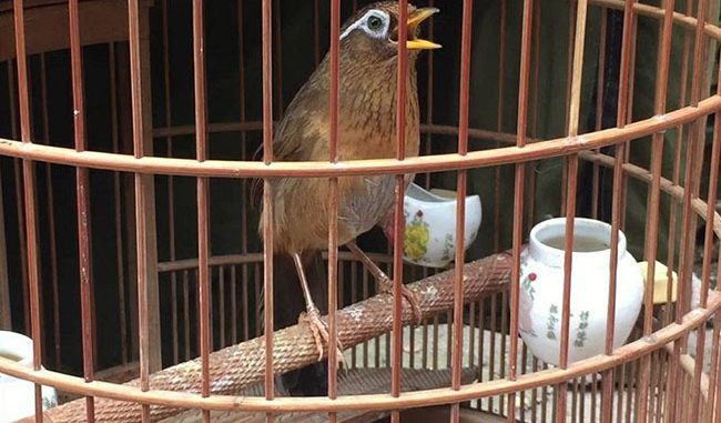 Kỹ thuật nuôi và chăm sóc chim Họa Mi hót cực hay - MVietQ
