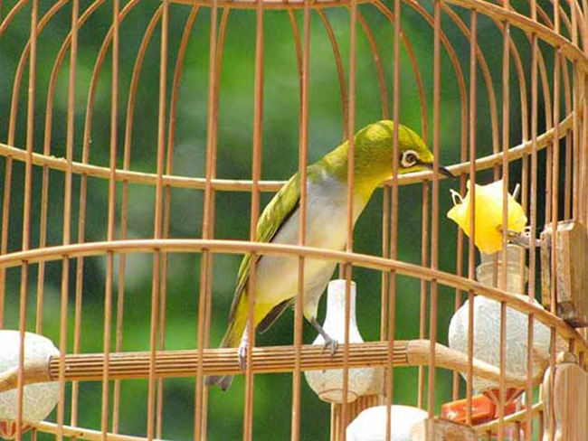 Chế độ dinh dưỡng cho chim khuyên trong từng giai đoạnChế độ dinh dưỡng cho chim khuyên trong từng giai đoạn
