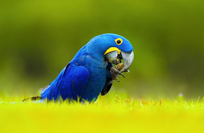 Đặc điểm loài vẹt Macaw