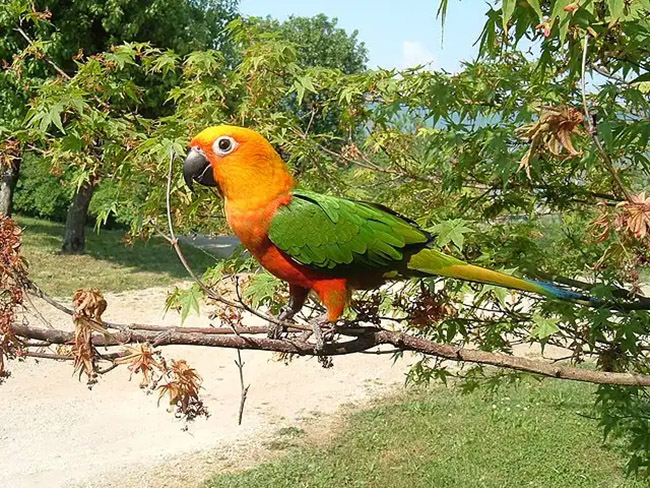 Vẹt Aratinga