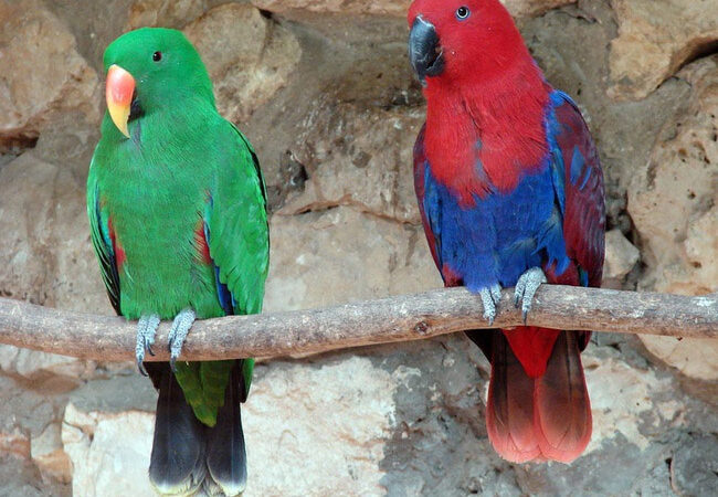 Hướng Dẫn Cách Chăm Sóc Vẹt Eclectus Chuẩn Nhất