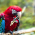 vet-macaw