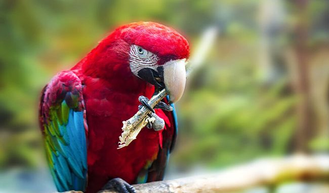 vet-macaw