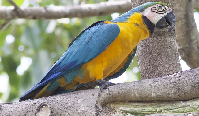 Blue-and-gold-Macaw