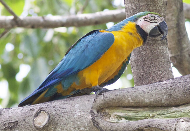 Blue-and-gold-Macaw