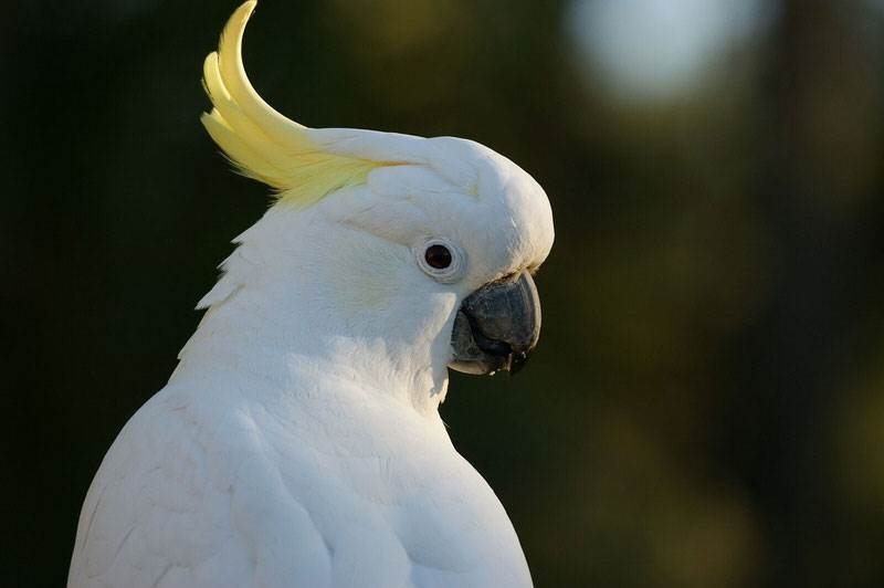 Vẹt Cockatoo