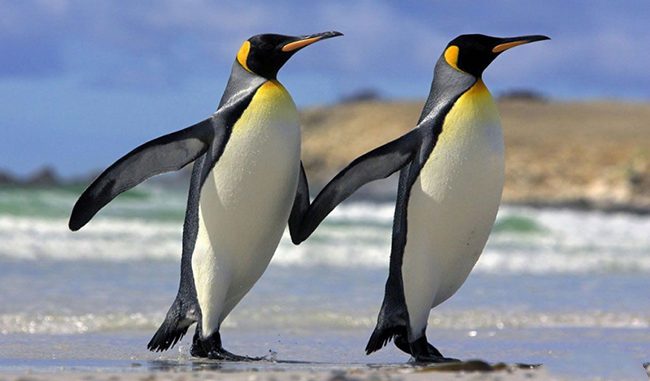 Chim cánh cụt sống ở đâu? Chim cánh cụt thở bằng gì?