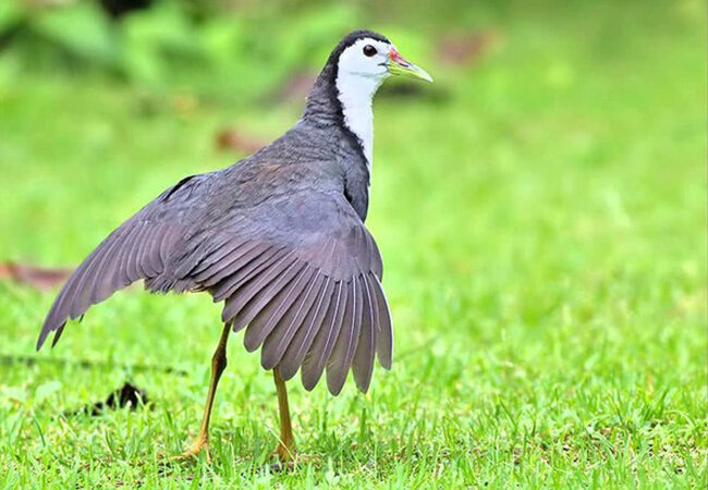 Chim đỗ quyên là chim gì? Giá chim đỗ quyên bao nhiêu?